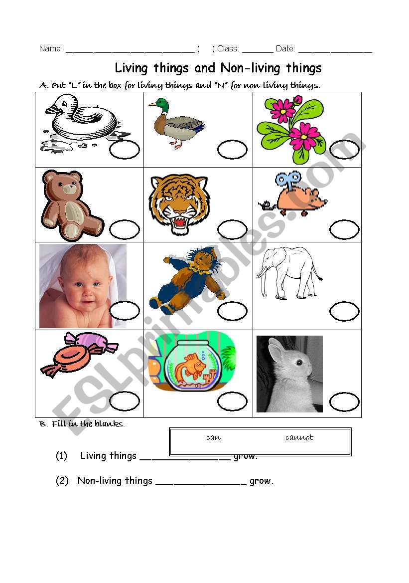 living and non living things worksheet