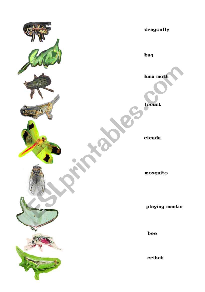 insects worksheet