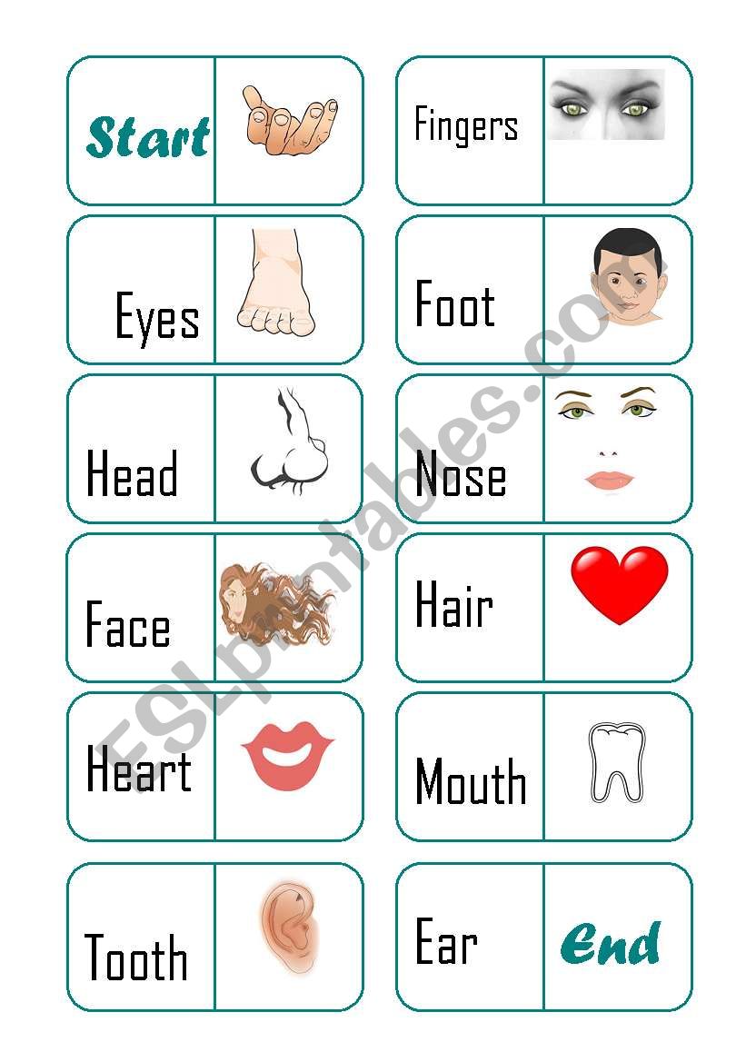 Parts of the body domino  worksheet