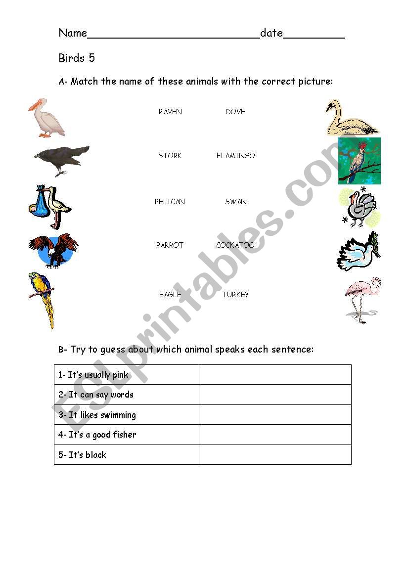 Birds 5 worksheet