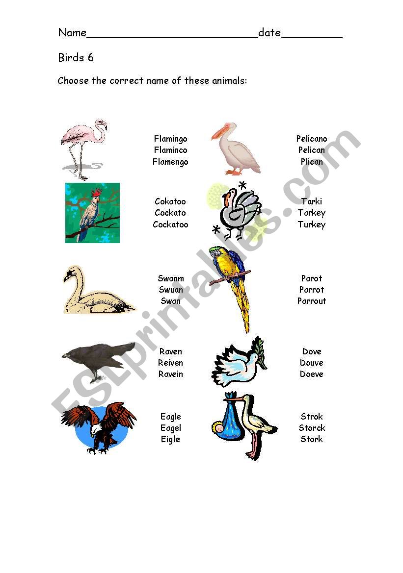 Birds 6 worksheet