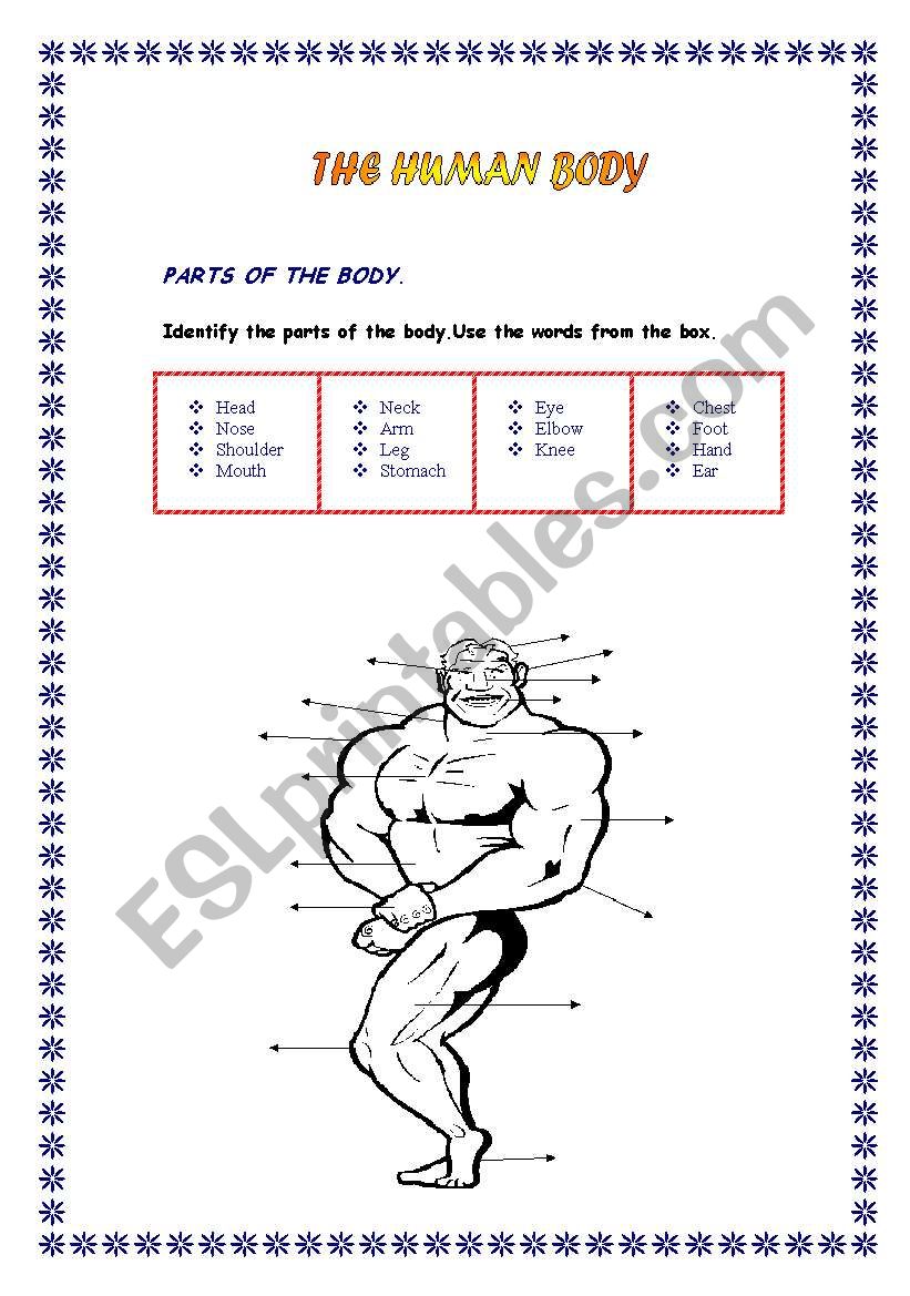 The Human Body worksheet