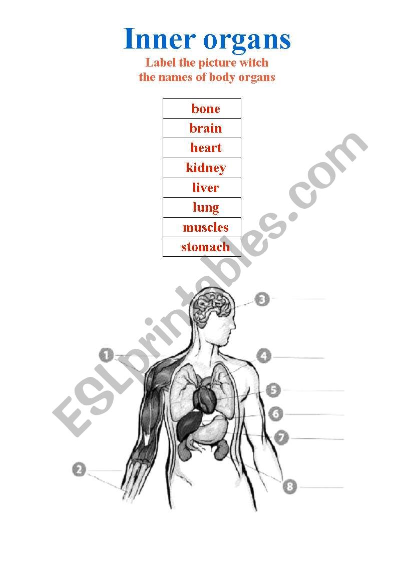 Inner organs-  the names of body organs    