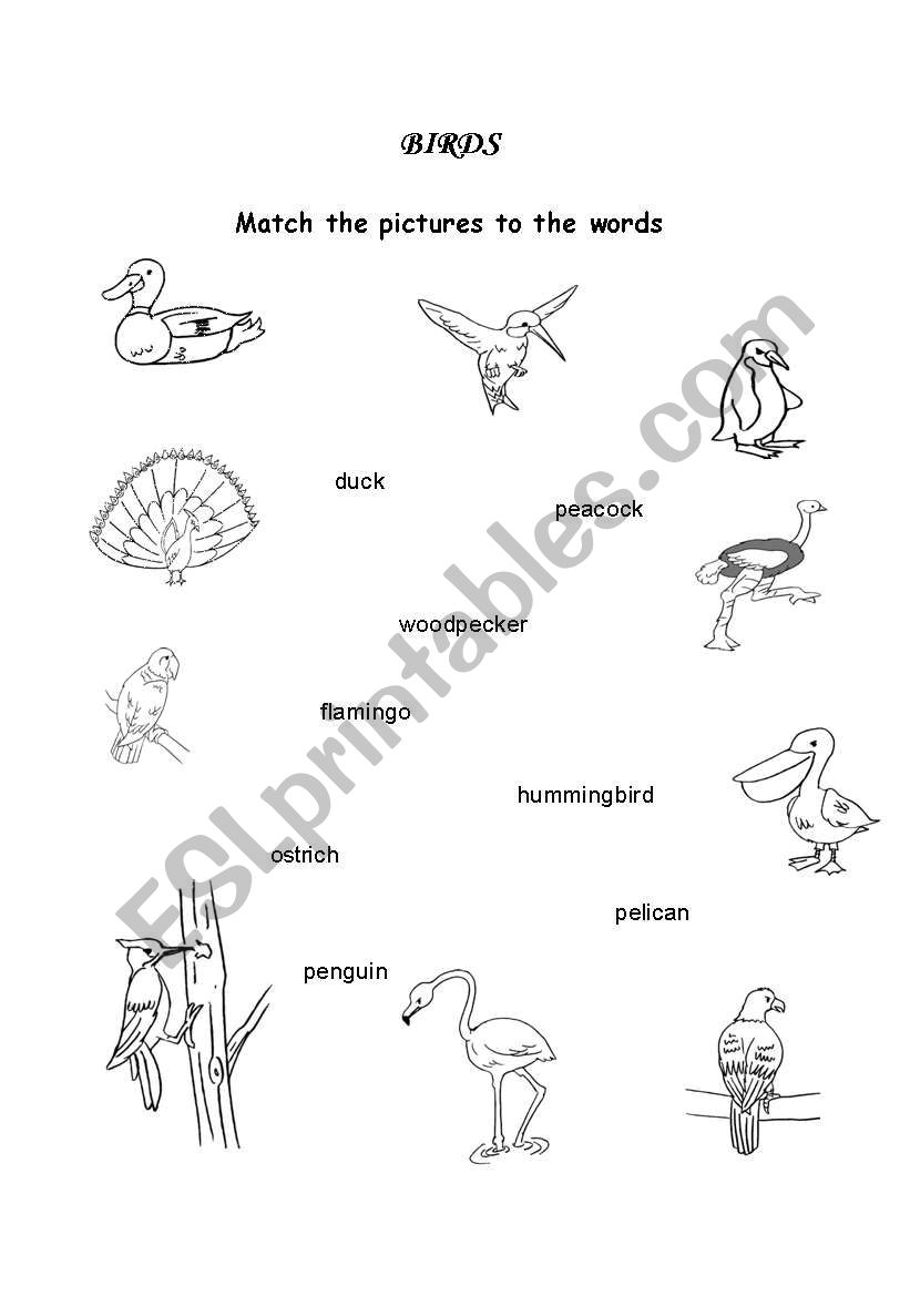 BIRDS worksheet