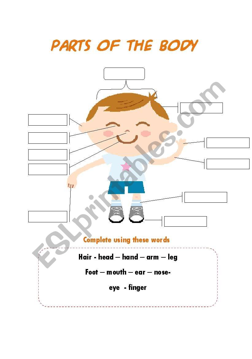 parts of the body worksheet