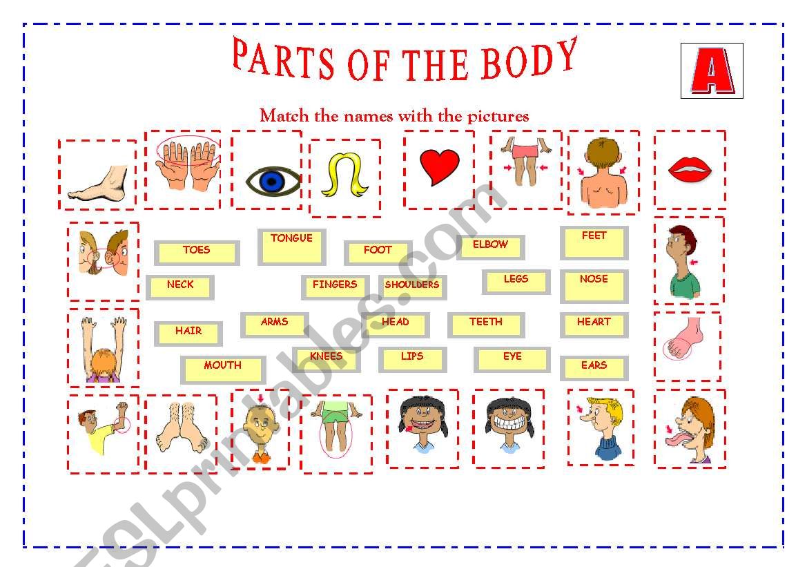 PARTS OF THE BODY worksheet