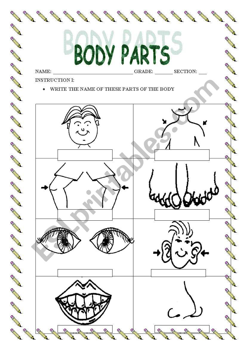 BODY PARTS worksheet