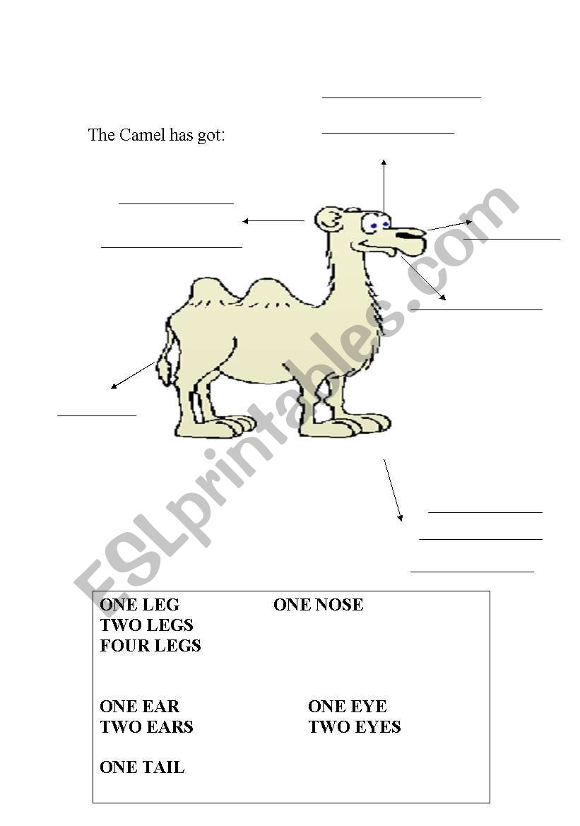 parts of animals body worksheet