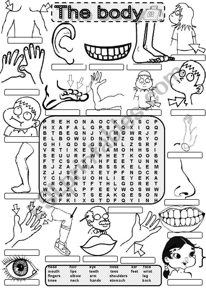 Wordsearch THE BODY worksheet