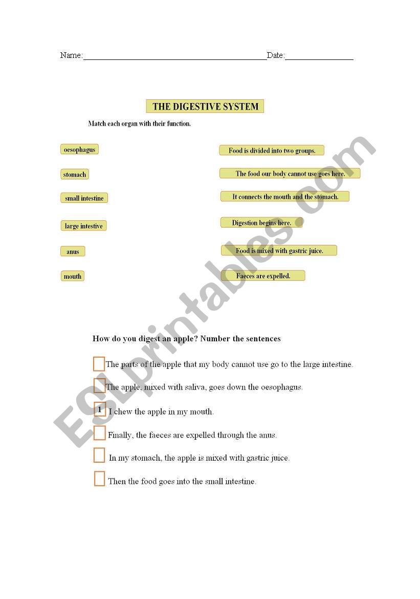 The digestive system worksheet