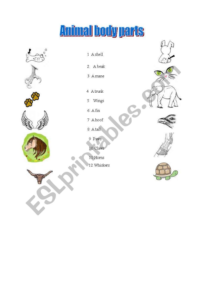 animal body parts worksheet