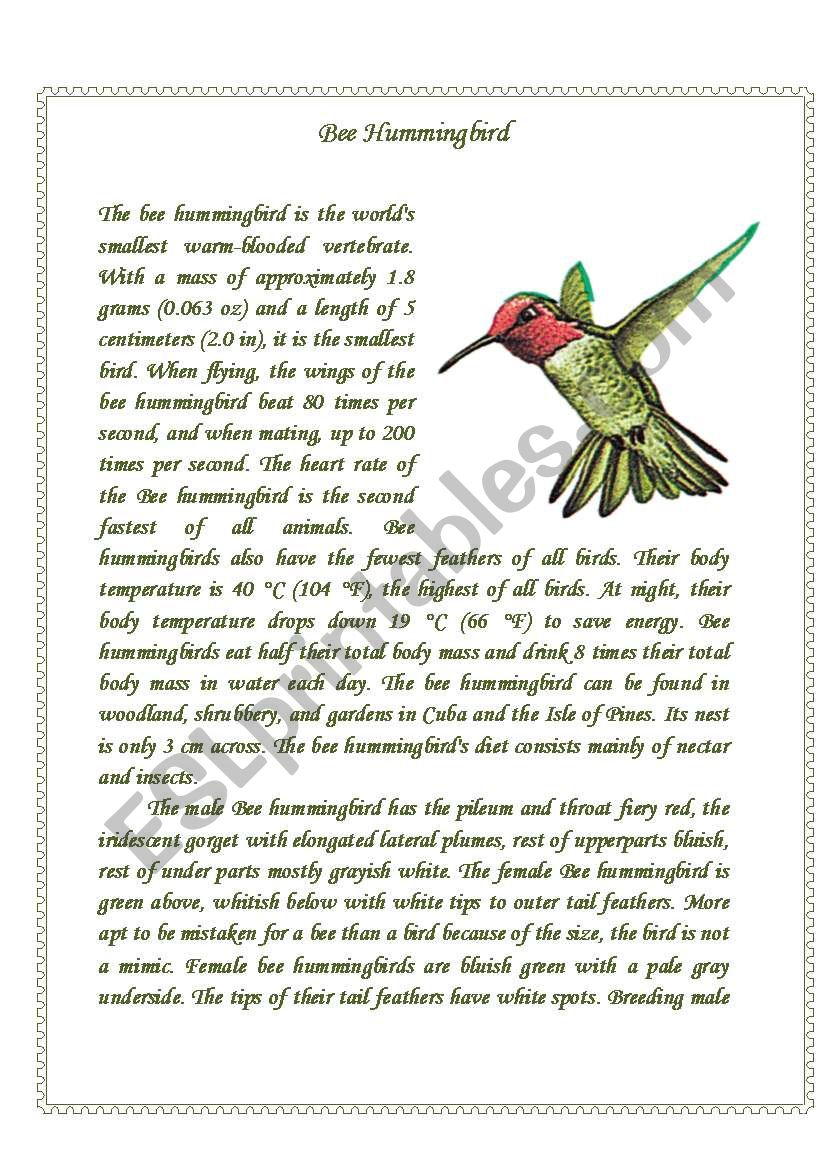 Hummingbird worksheet