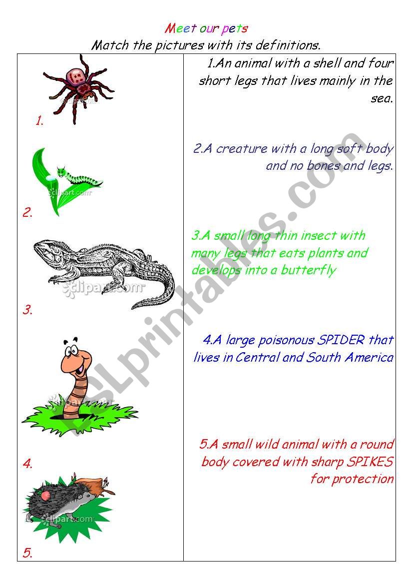 animals worksheet