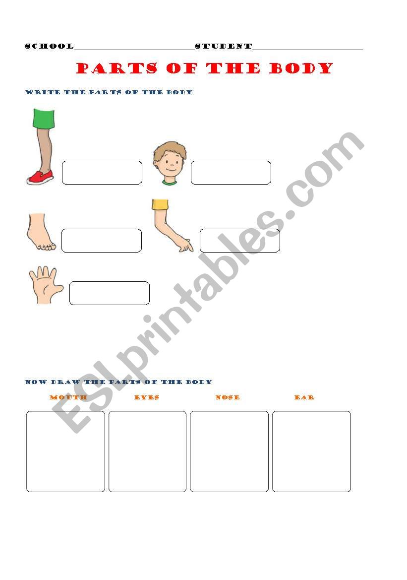 parts of the body worksheet
