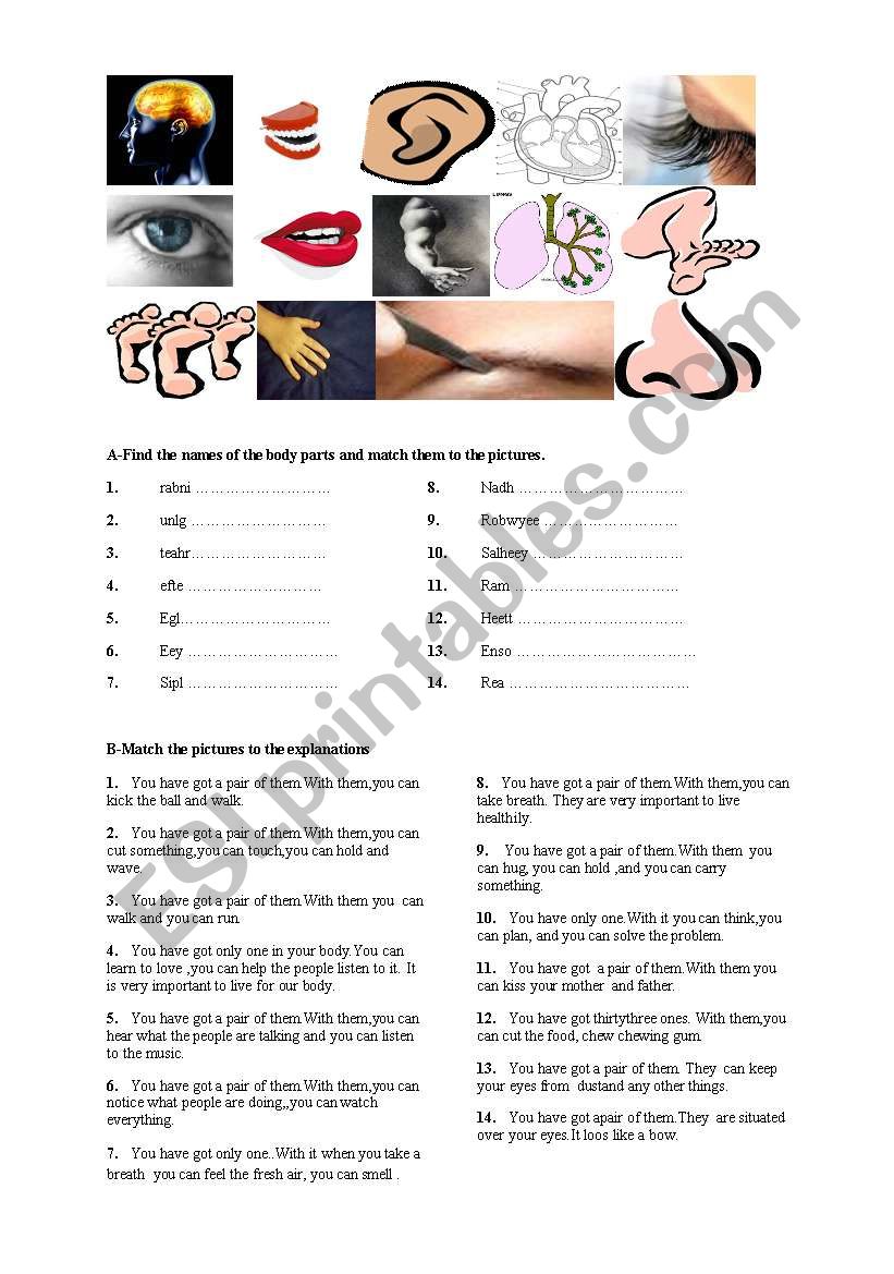 Parts of body worksheet