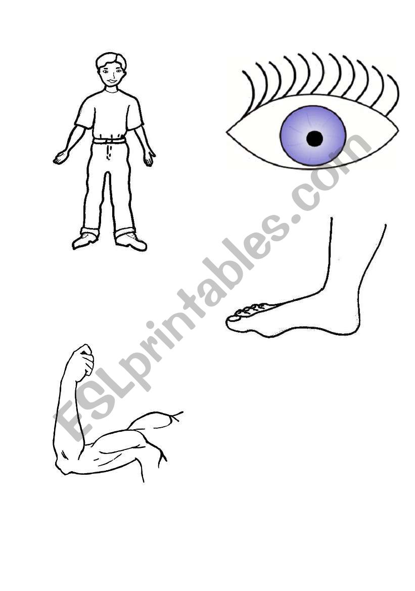body parts cards worksheet