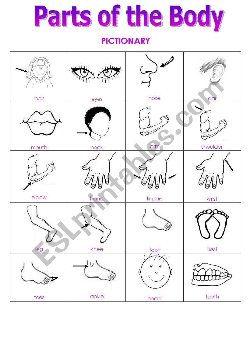 Parts of the Body Pictionary worksheet