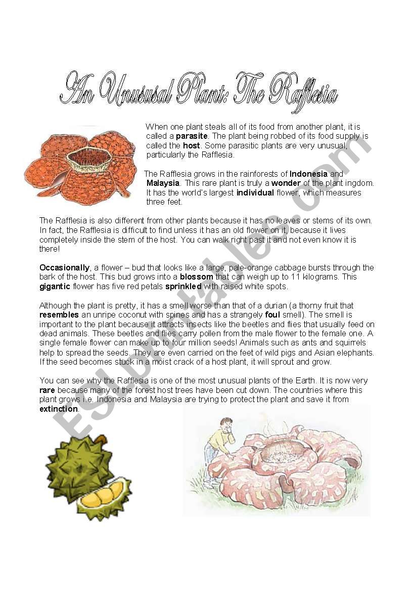 Rafflesia worksheet