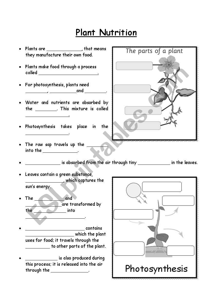 Plant Nutrition worksheet