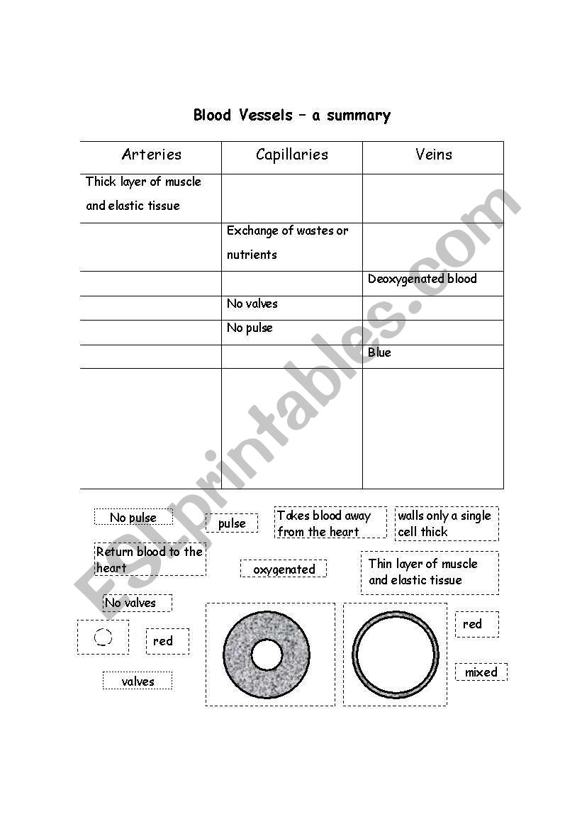 Blood Vessels - a comparison worksheet