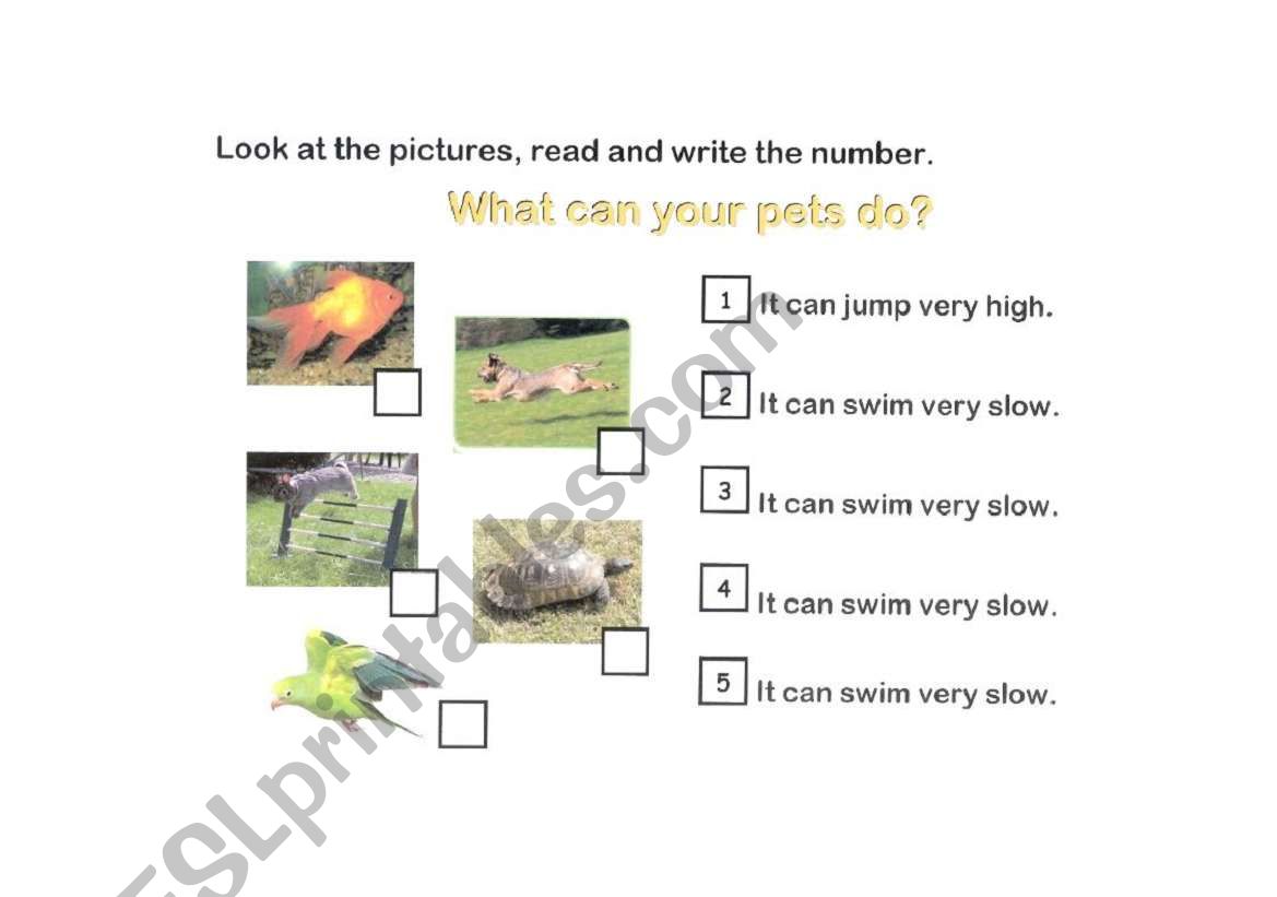 What can they do? worksheet