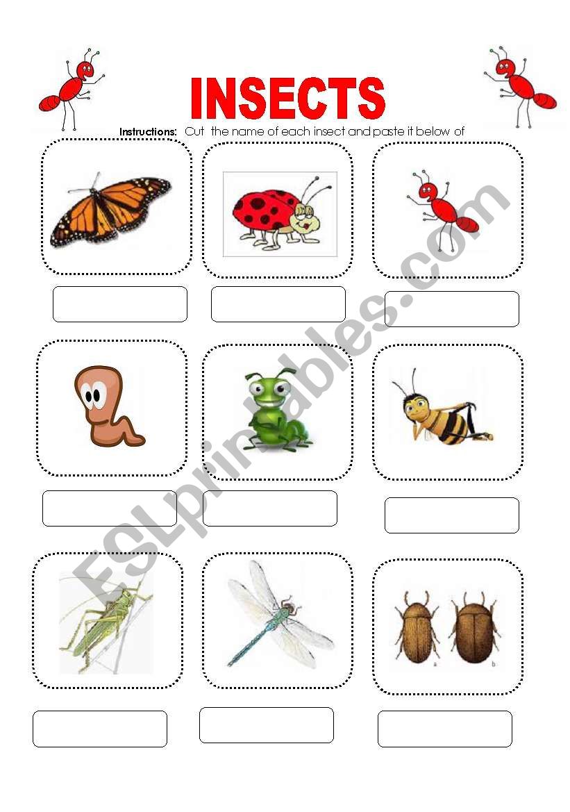 Insects worksheet