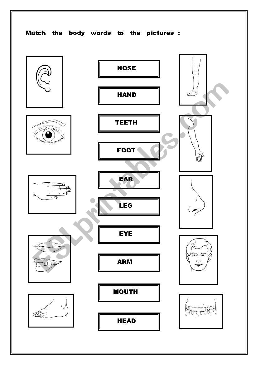 Match the words  to the pictures