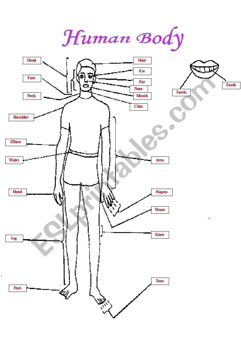 Our Human Body worksheet