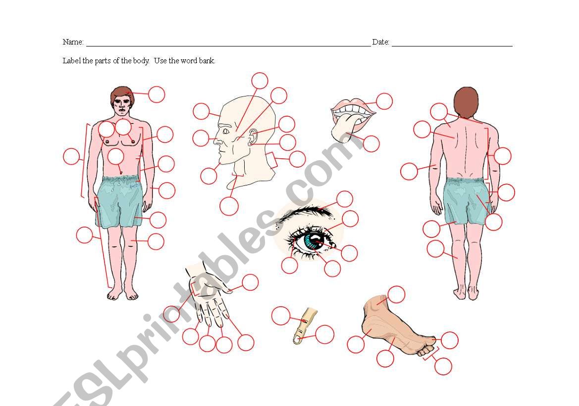 The Body Parts worksheet