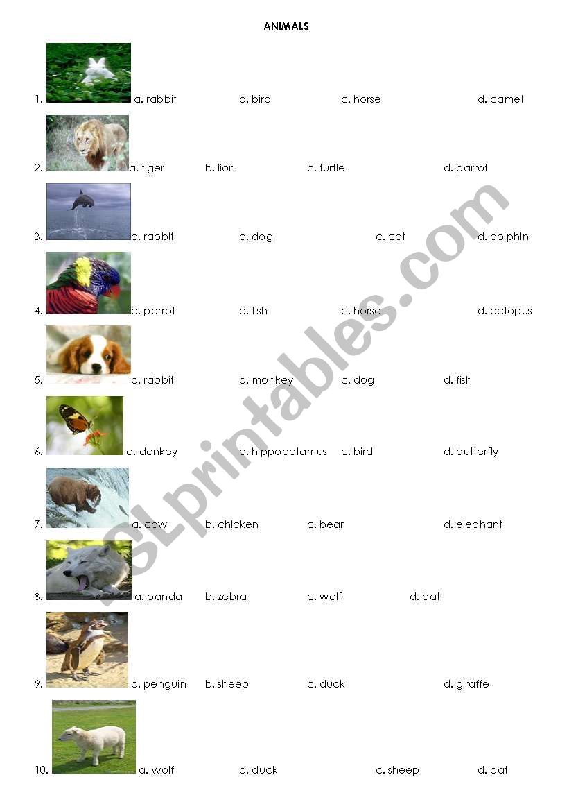 animals worksheet