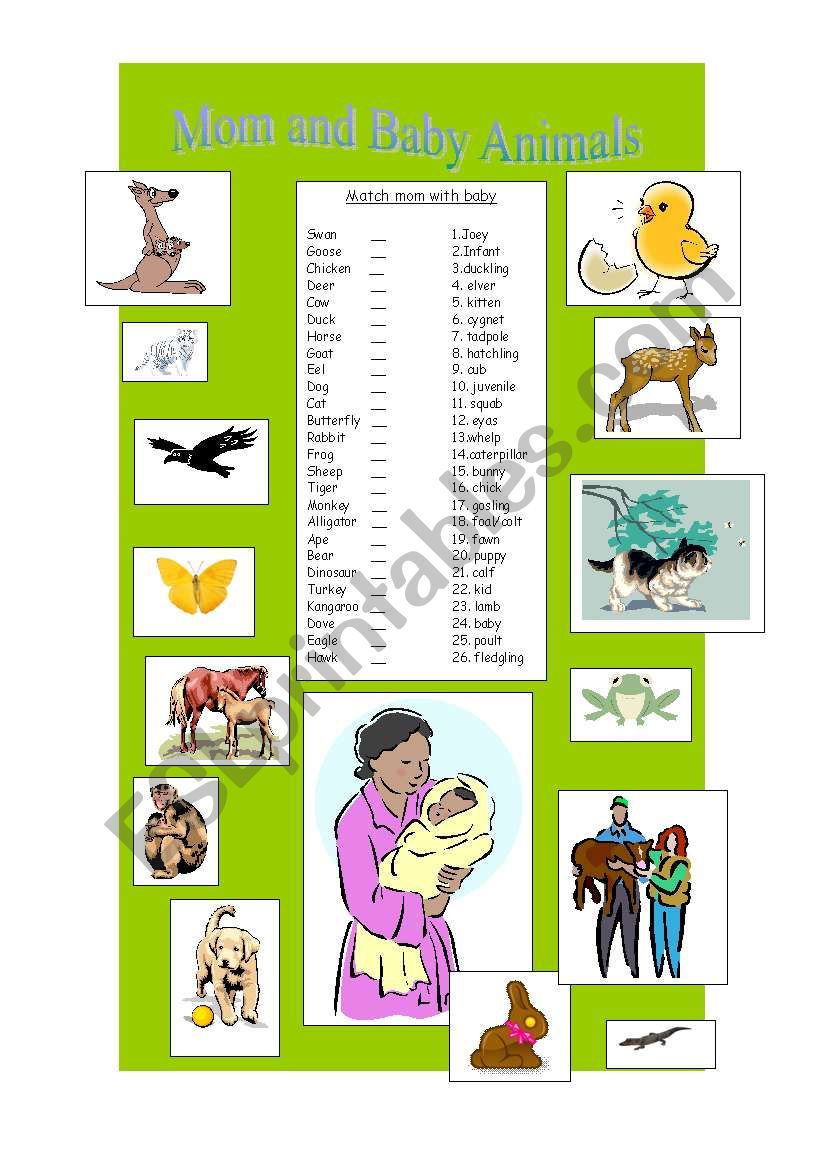 Baby and mom Animals worksheet