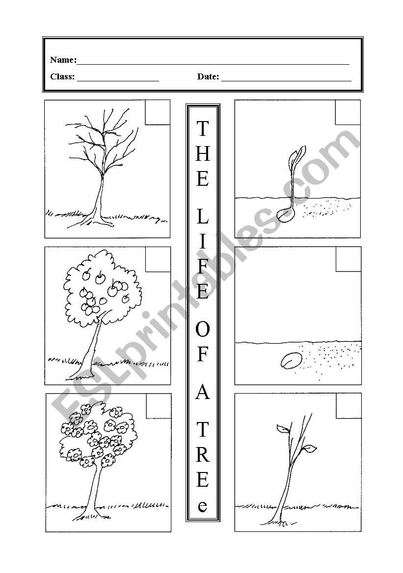 The life of a tree worksheet