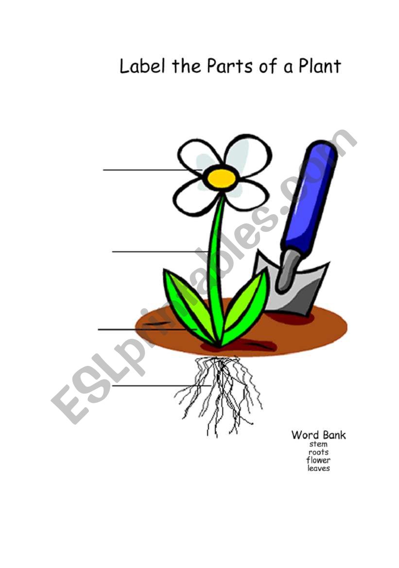 parts of a plant worksheet