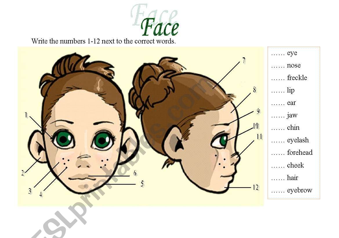 Face worksheet