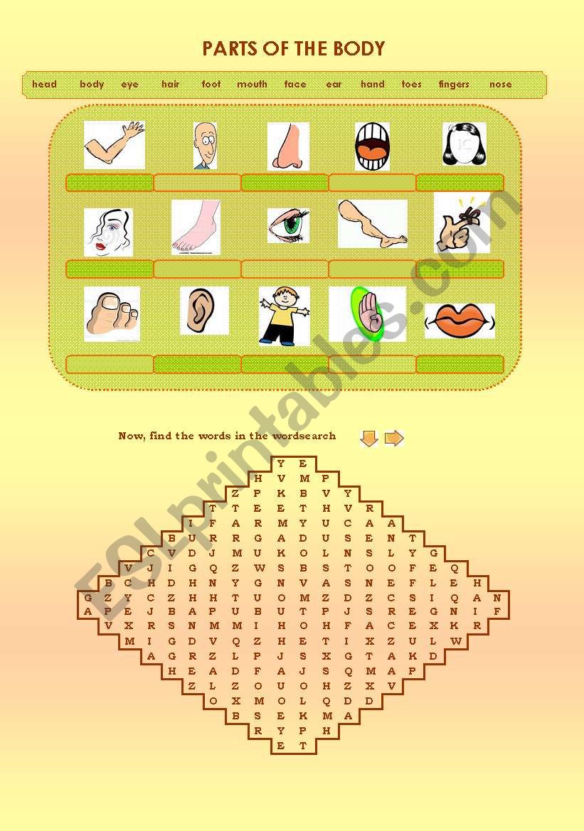 Parts of the Body  worksheet