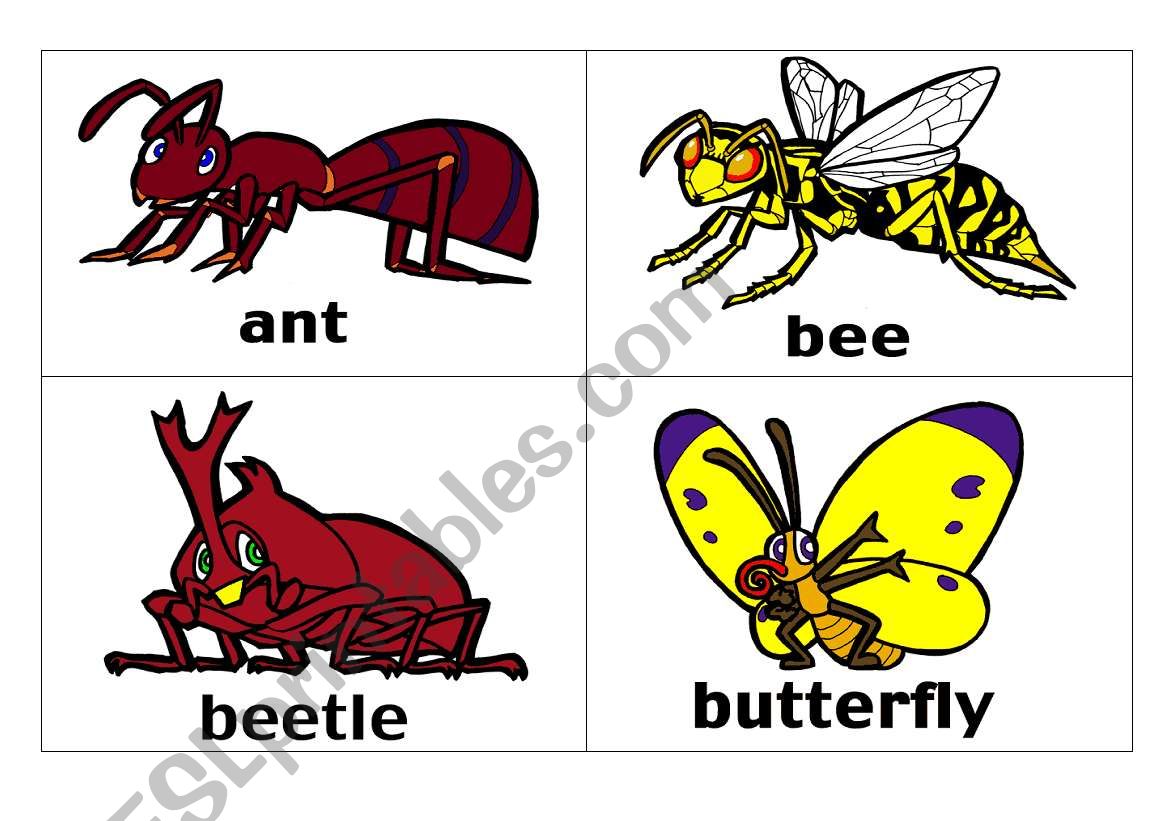 Insects worksheet