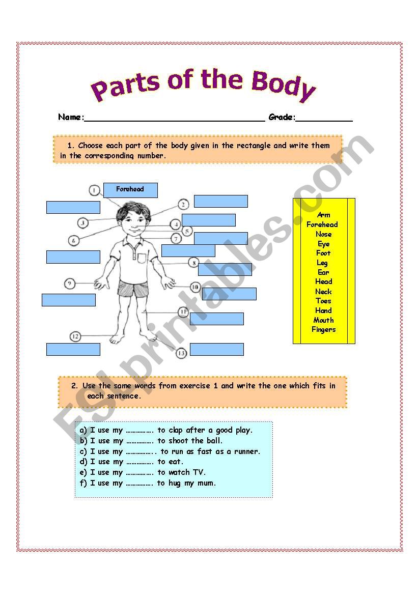 Parts of the Body worksheet