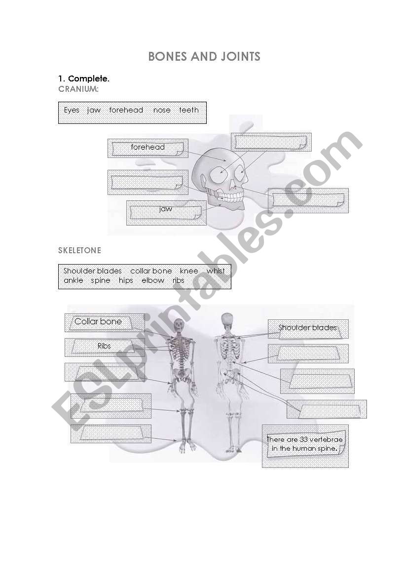 Bones and joints worksheet