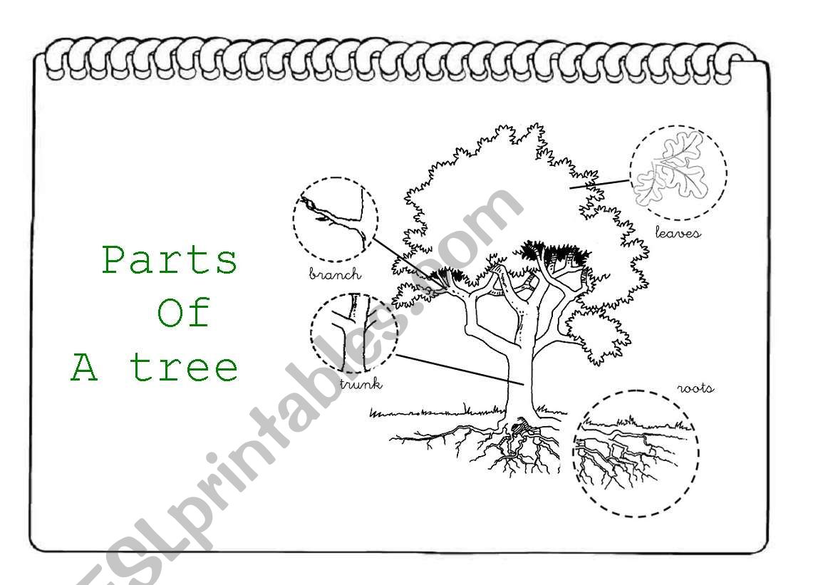 Parts of a tree I worksheet