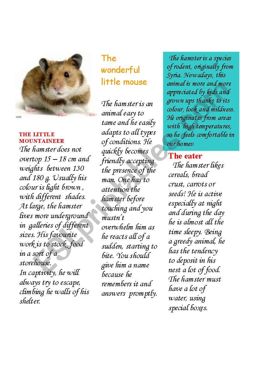 The hamster worksheet