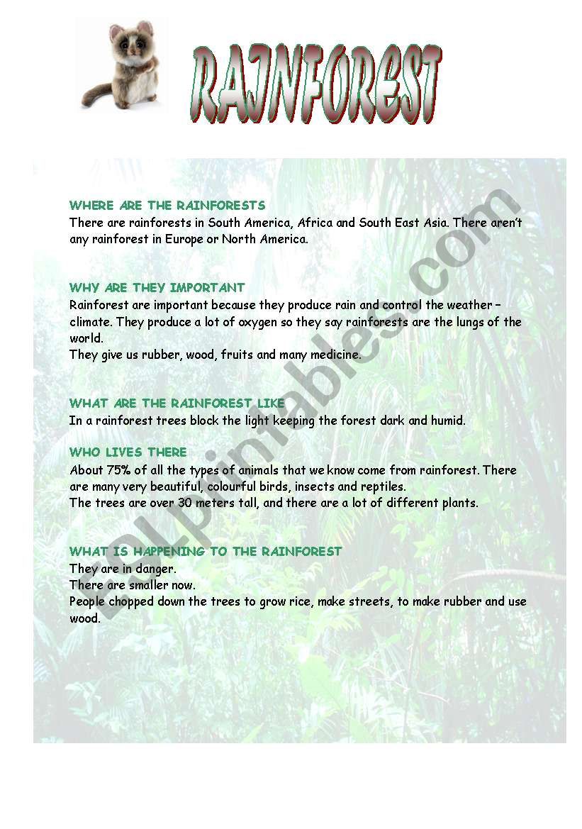 Rainforest worksheet