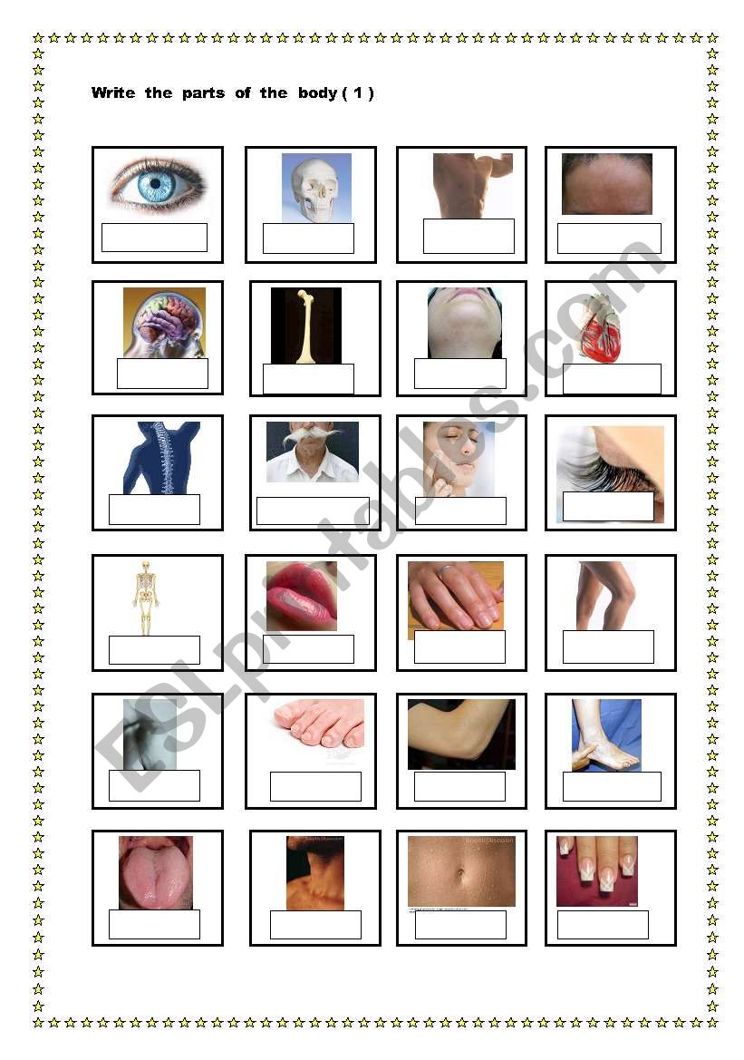 Body parts pictionary worksheet