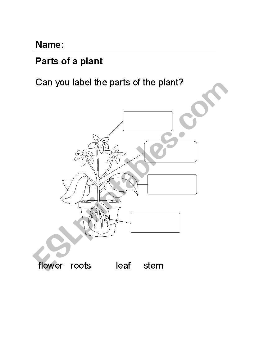 Label the plant worksheet