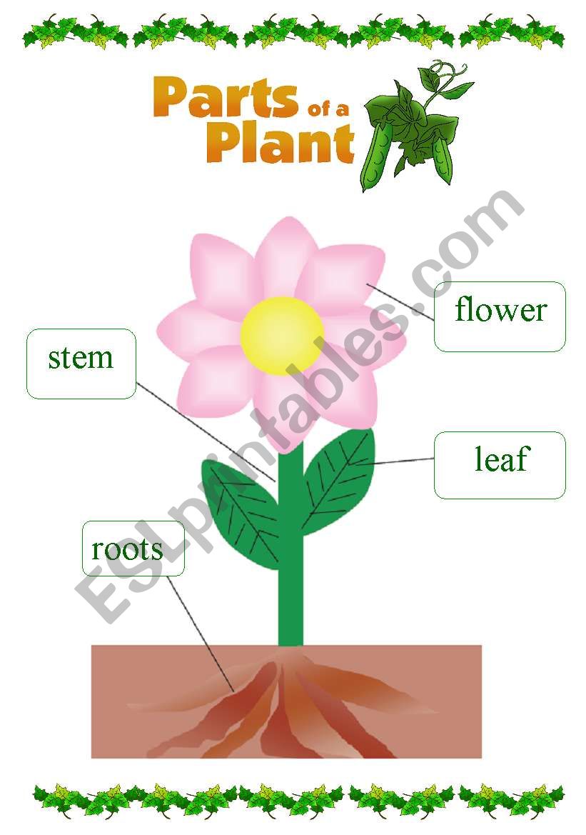 parts of a plant worksheet