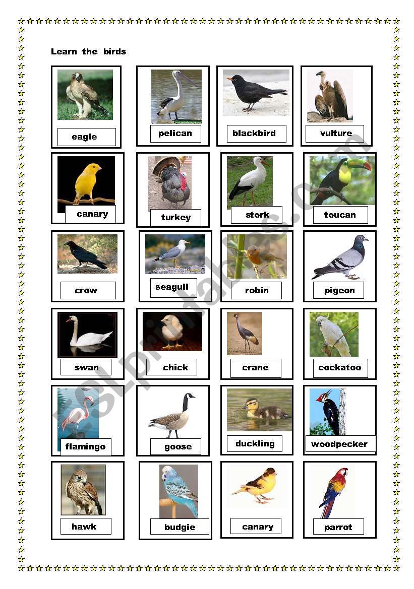 birds pictionary worksheet