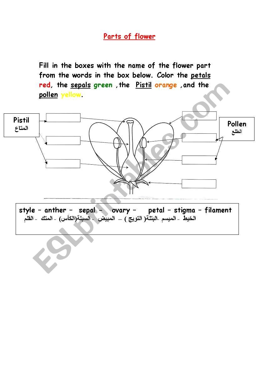 parts of flower worksheet