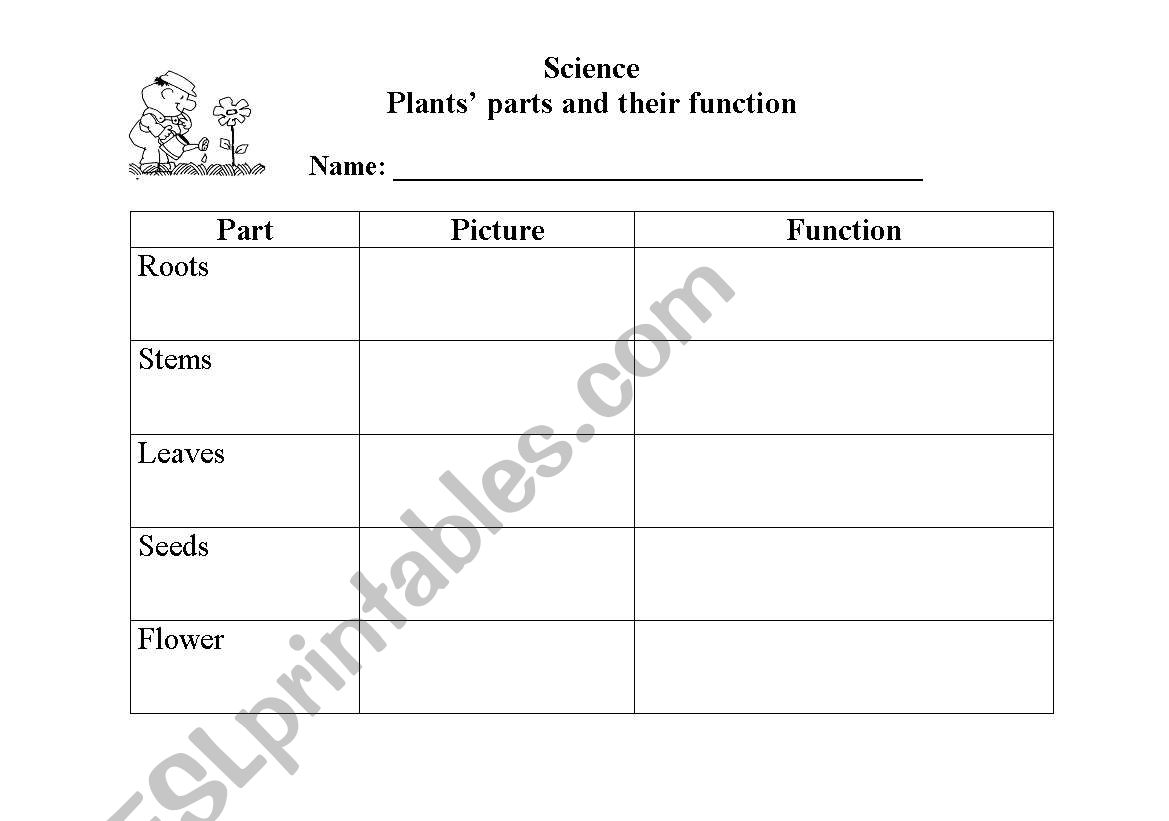 Parts of Plants worksheet
