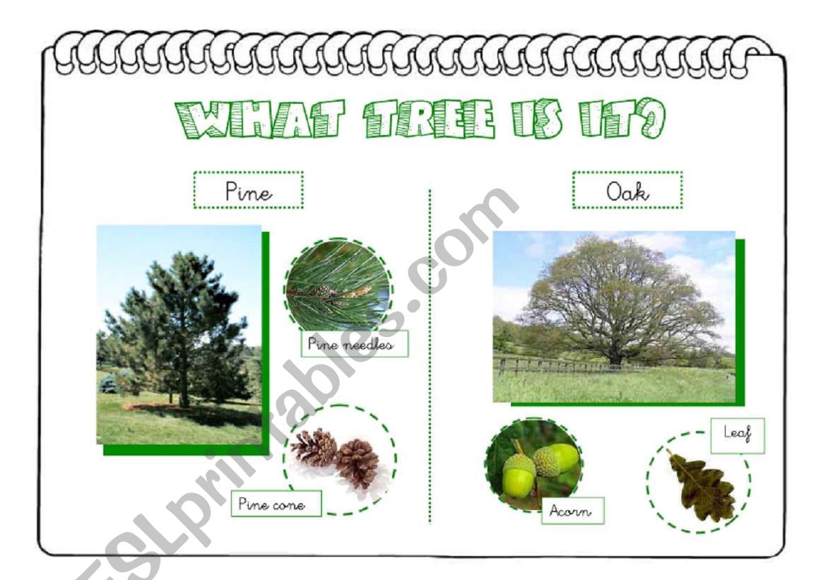 What tree is it? part 1 worksheet