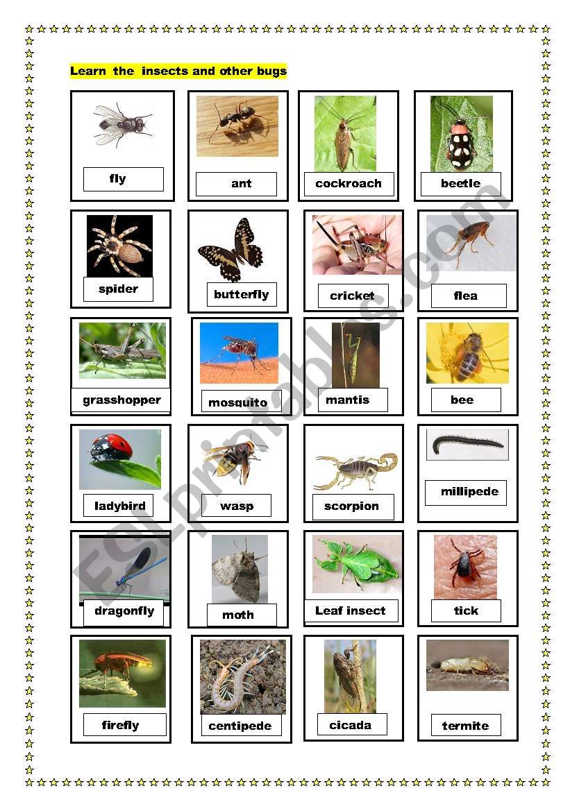 insects and other bugs worksheet