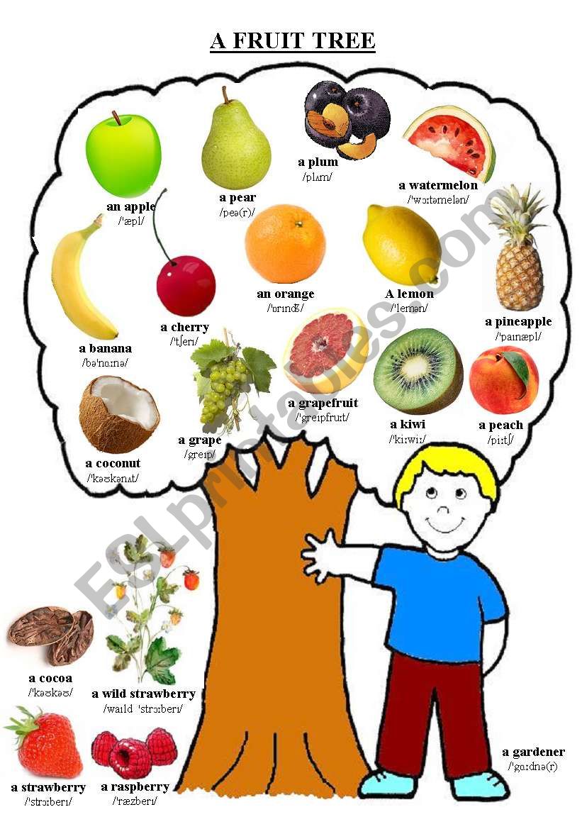 A fruit tree worksheet